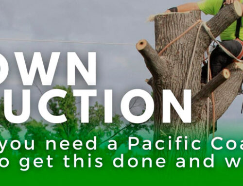 Crown Reduction – Why do you need a Pacific Coast Tree Expert to get this done and what is it?